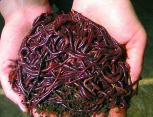 Как организовать бизнес по выращиванию калифорнийских червей.