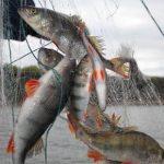 Штраф за ловлю рыбы сетями